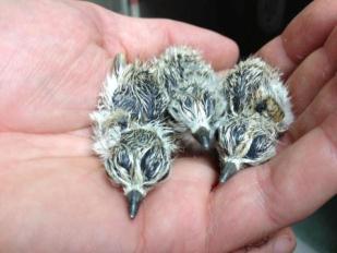 Newly-Hatched-Plover-Chicks