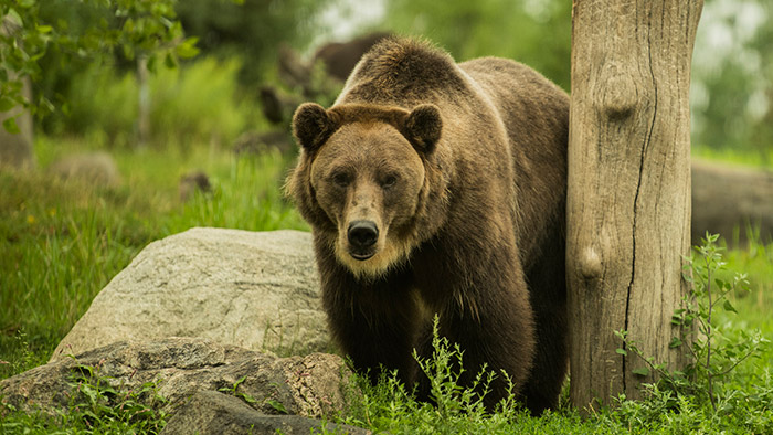BrownBear11