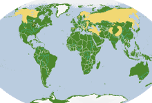 brownBear_webRangeMaps