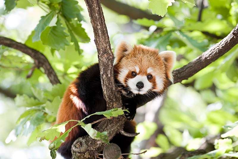 1 red panda iStock-147050490