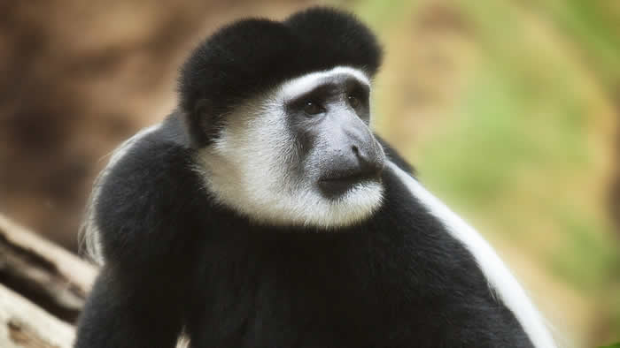 Colobus1
