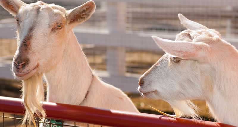 Farm_Goats_Kids_CE-2940
