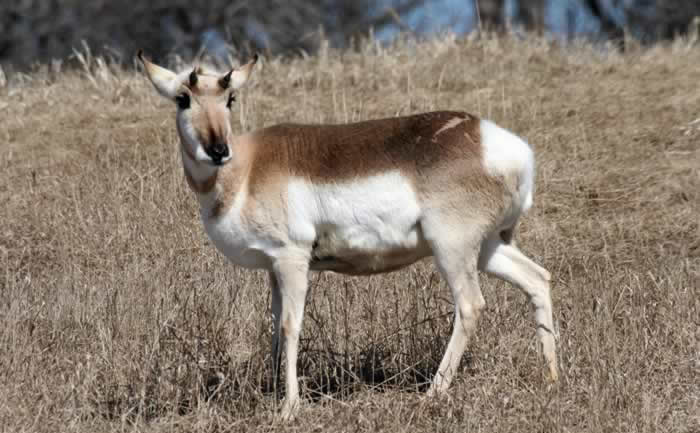 Pronghorn_1