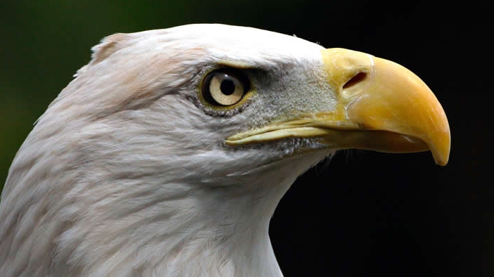 baldEagle1_large Bald Eagle