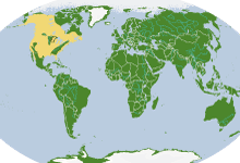 baldEagle_webRangeMaps