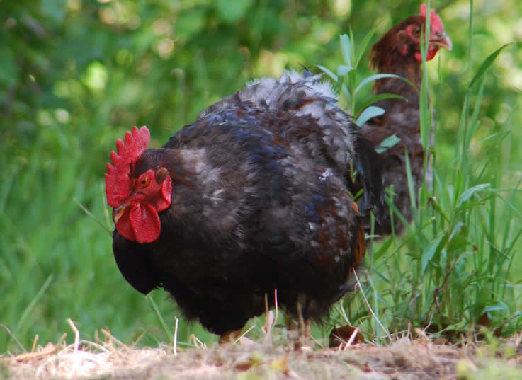 chickens