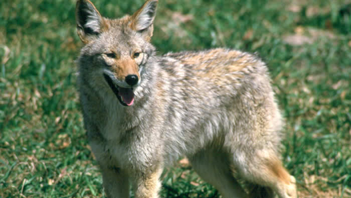 coyote1