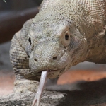 komododragon2