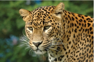 leopard1