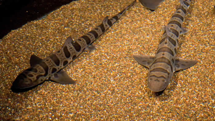 leopardShark1