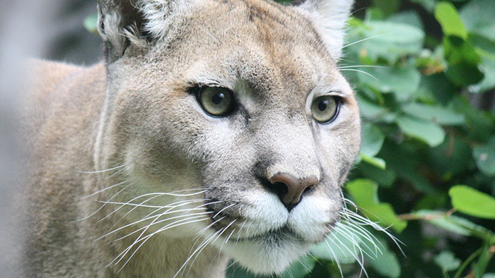 puma