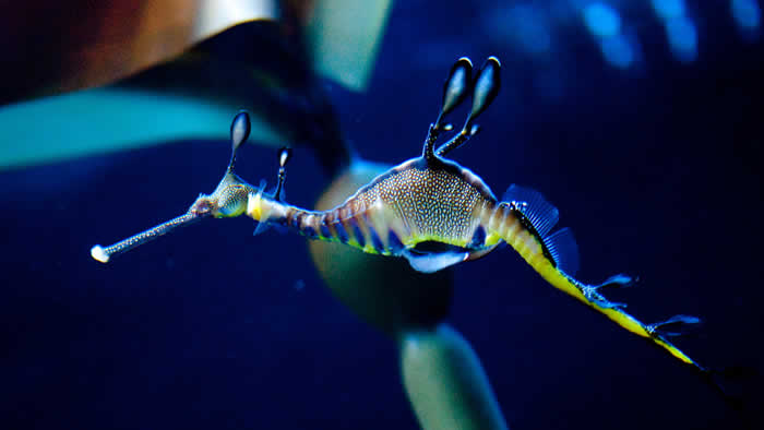 seaDragon2