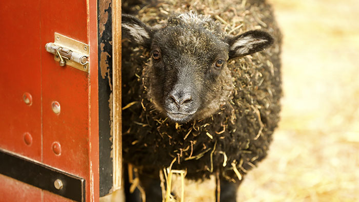sheep