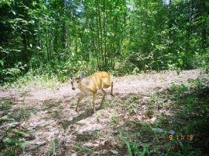 Barking deer 