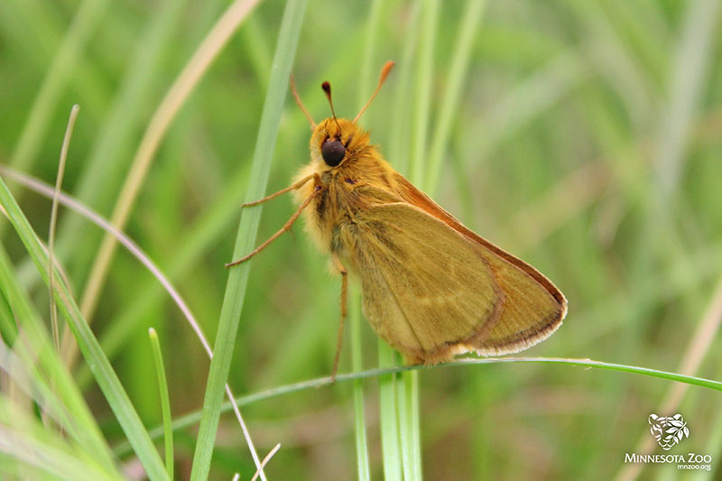 Male Dakota Skipper