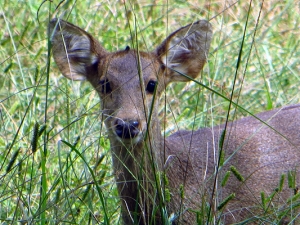 Hog deer.