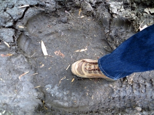 Elephant footprint. 