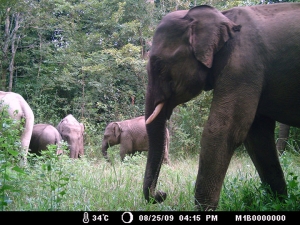 Elephants 