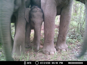 Elephants 