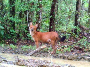 Wild dhole. 