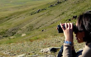 Project collaborator Nandia searching the hillside for Takhi.