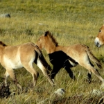 Mongolia_4full