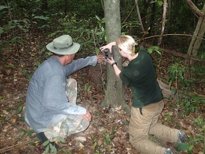 Dr. Kate Jenks and assistant securing a camera trap to a tree.