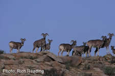 CAT2007_sheep1b