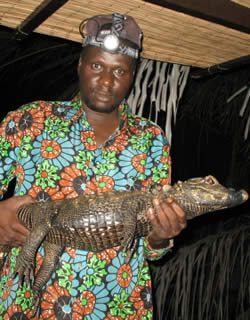 Dwarf-crocodile-Gambian-Crocodile-Team-Director