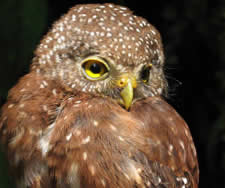 Estebo_cloud-forest-bird2