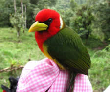 Estebo_cloud-forest-bird3