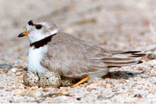 PipingPlover_USFWS