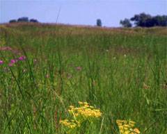 Prairie
