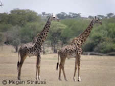 Serengeti-giraffe1