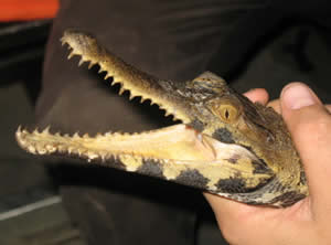 Slender-snouted-crocodile2_Matthew-Shirley