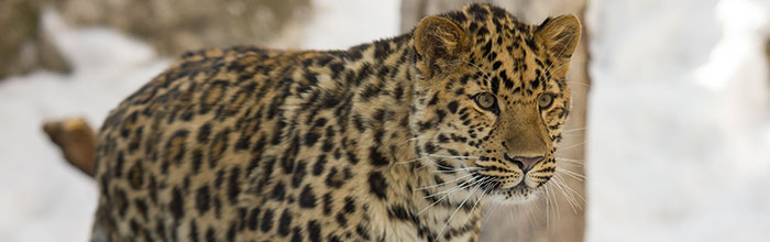 amurleopardcub2