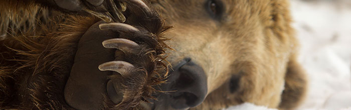 brownbear_feet