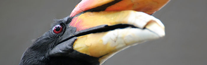 hornbill4