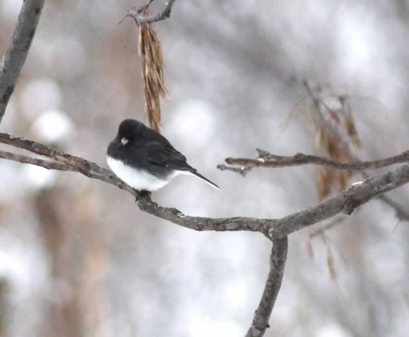 Dark Eyed Junco