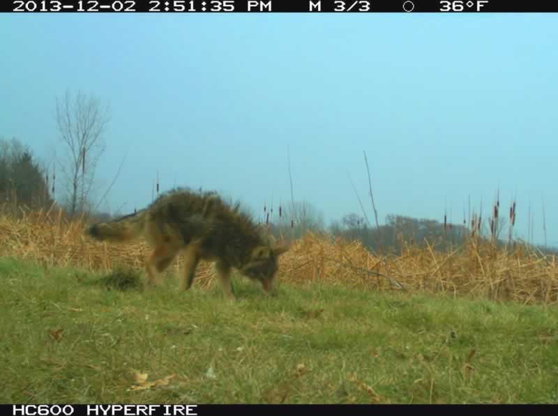 Coyote