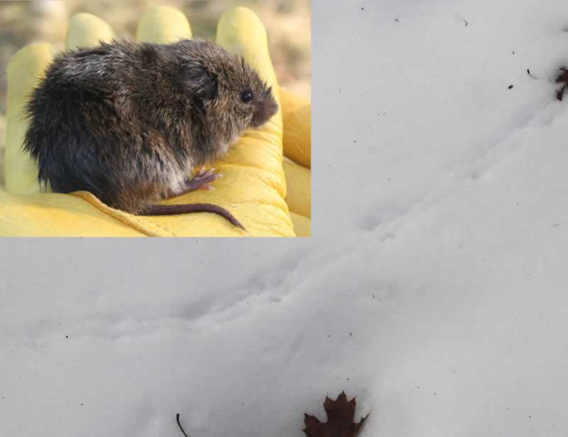 Vole PictureTracks