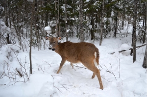 mooseBlog1
