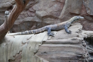 Komodo Dragons On Exhibit 03_2014 009 copy