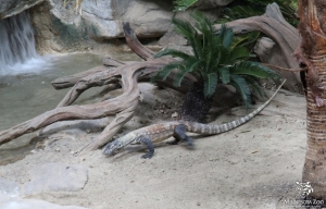 Komodo Dragons On Exhibit 03_2014 042 copy