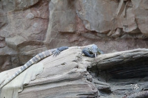 Komodo Dragons On Exhibit 03_2014 054 copy