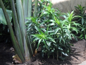 Lemur Exhibit_1