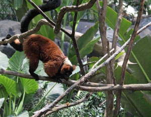 Lemur Exhibit_2