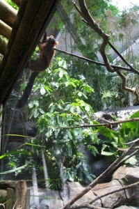 Lemur Exhibit_3