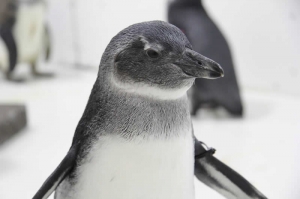 Penguins_Bubble Enrichment 146