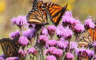 Meadow blazingstar